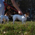 Taking Your Pet Out In Public: The Complete Guide to Preparation, Safety, and Proper Etiquette at Parks, Beaches, Restaurants, Malls, And Every Pet-Friendly Space In Between