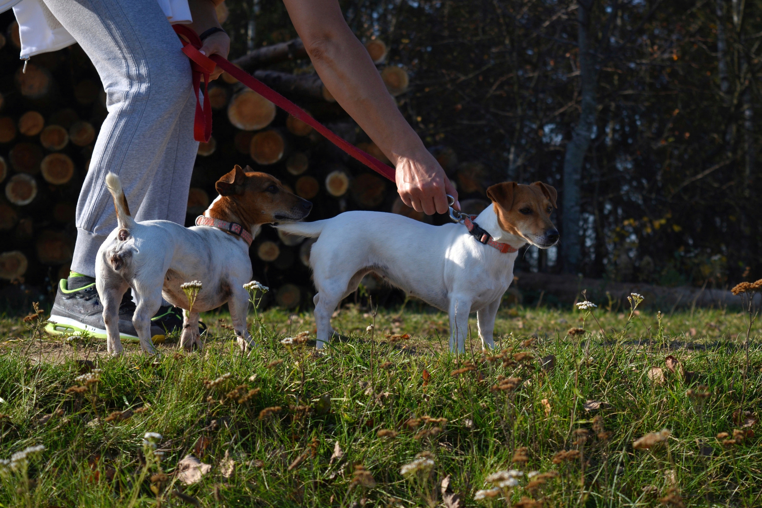 Taking Your Pet Out In Public: The Complete Guide to Preparation, Safety, and Proper Etiquette at Parks, Beaches, Restaurants, Malls, And Every Pet-Friendly Space In Between